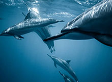 华体会官网：让热爱变成掌中胜利的钥匙